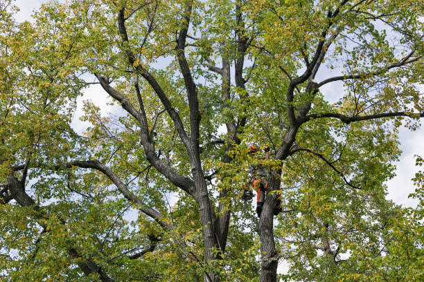 How Our Tree Care Process Works  in  Bottineau, ND